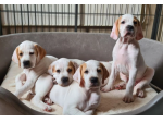 cuccioli di pointer
