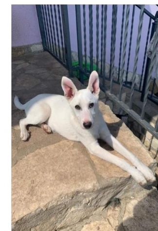 Roy 3anni pelo chiaro corto rimasto solo CAMPANIA