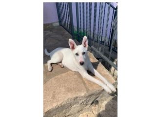 Roy 3anni pelo chiaro corto rimasto solo CAMPANIA