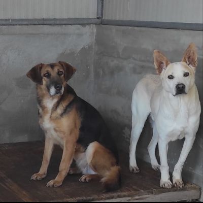 BEA E WHITE vite buttate, cani in adozione
