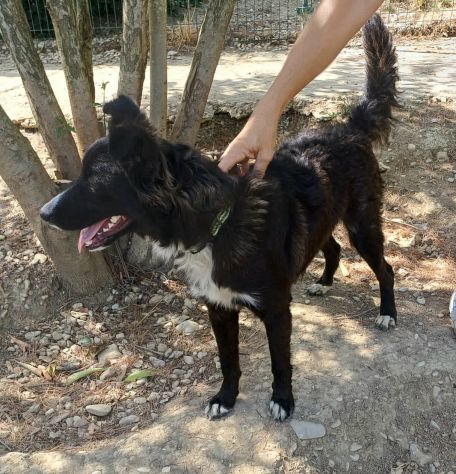 Tyson 9 mesi mix border collie - Foto 3