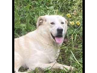 LIBECCIO bravo e pacato, aspetta una famiglia, cane in adozione