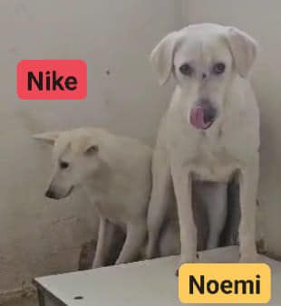 NIKE  E NOEMI CAGNOLINE IN ADOZIONE - Foto 3