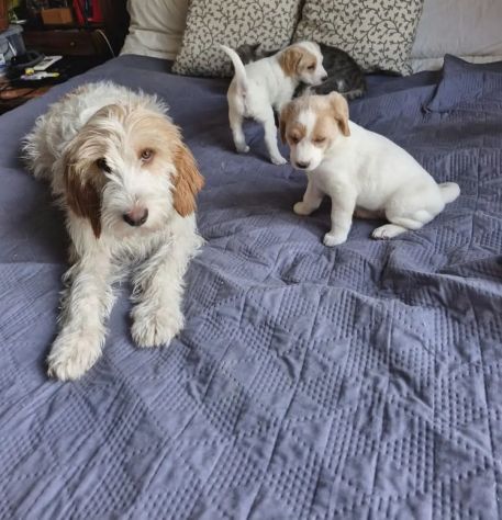 Artù e Daisy cuccioli - Foto 6