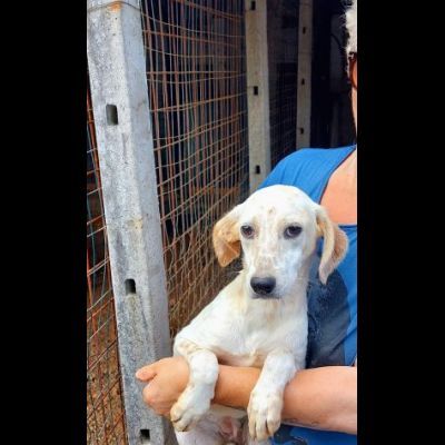 MONIA DOLCISSIMA SIMIL SETTERINA, CUCCIOLA IN ADOZIONE - Foto 5