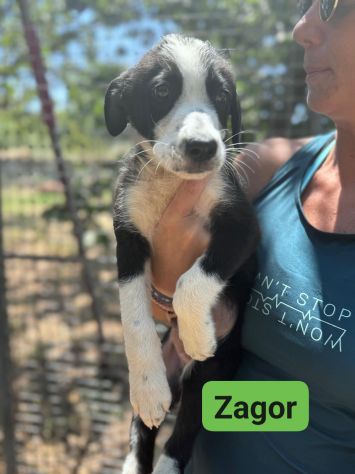 CUCCIOLI IN ADOZIONE - Foto 4