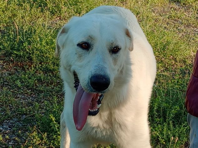 EDO, DOLCE CUCCIOLONE - Foto 5