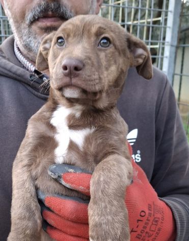 CUCCIOLA PITBULL MOKA 2 MESI IN CANILE - Foto 2