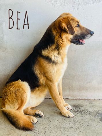CAGNOLINA IN ADOZIONE - Foto 9