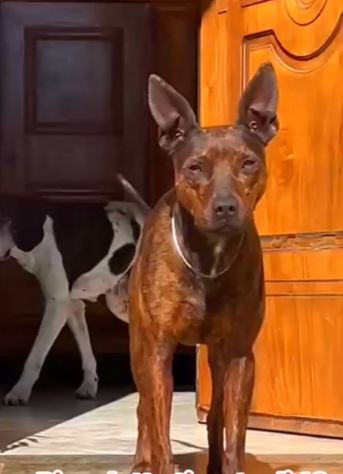 Tigratino 4anni kg12 orecchie da pinscher..SOS CASERTA - Foto 2