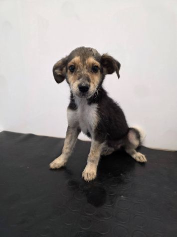 Otis cucciolo taglia medio piccola - Foto 3