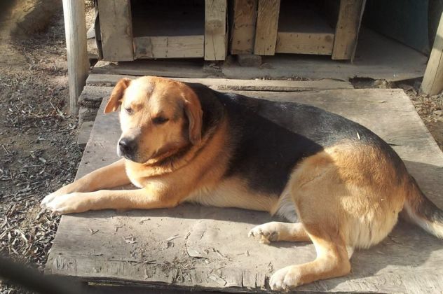 AMOS, cagnolone adorabile - Foto 4