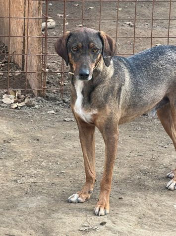 MELAMPO MIX SEGUGIO CANE IN ADOZIONE TG MEDIO CONTENUTA - Foto 3