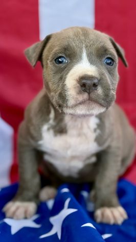 Amstaff cuccioli Blu - Foto 5