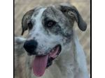 VALENTINO BELLISSIMO CUCCIOLONE IN ADOZIONE