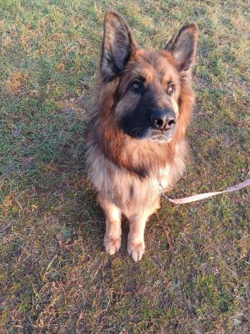 Pastore Tedesco 9anni pelo lungo aspetta da anni! MILANO