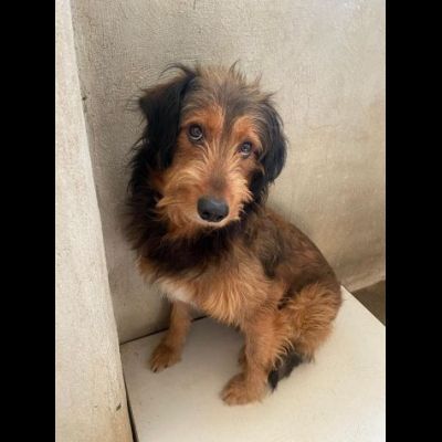 TONIO CAGNOLINO IN ADOZIONE - Foto 3