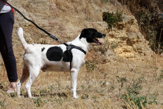 Pedro in adozione - Foto 5
