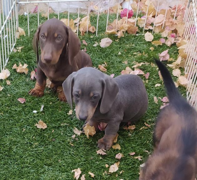 Cuccioli di Bassotto - Foto 2