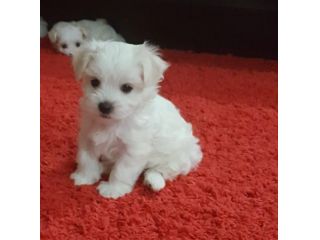 Cuccioli di Maltese in offerta
