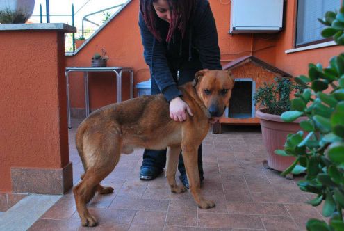 STEVEN, dolce cagnolone - Foto 4