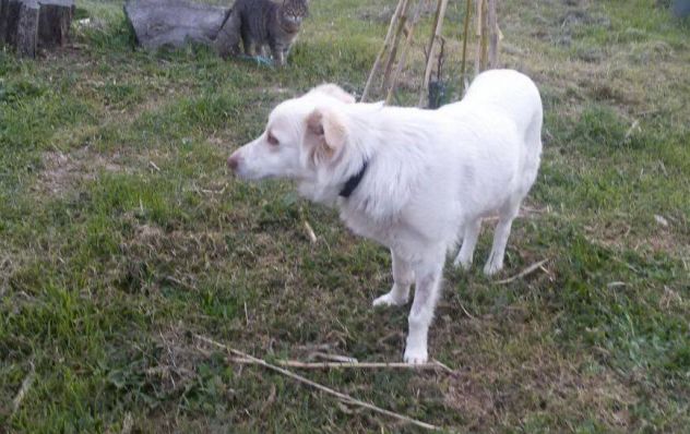 LEA, dolcissima cagnolina dagli occhi d'oro - Foto 3