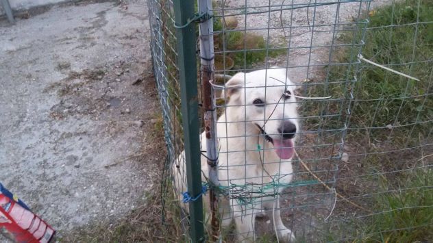 MAGGIE, mix maremmana dolcissima - Foto 4