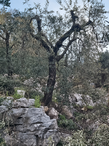 Uliveto - Foto 2