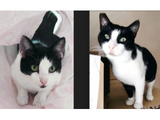 Zorro & Francesco, adozione di coppia