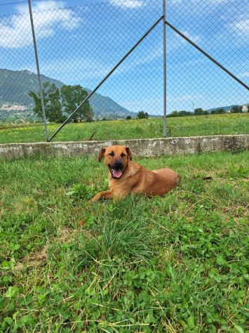 Pedro splendido meticcio - Foto 4