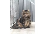 regalo gatto simil norvegese