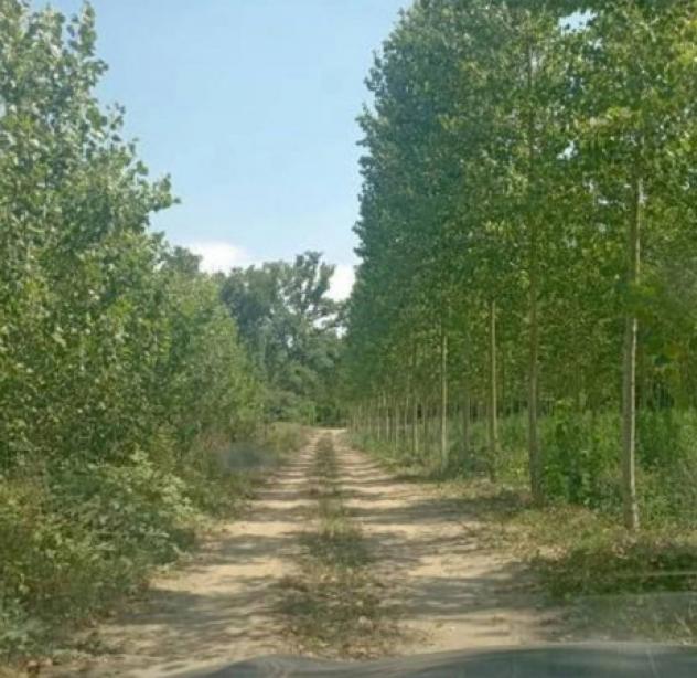 Immobile in asta di 24121 m² in vendita a Cergnago - Foto 2