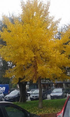 Diano Marina (IM) Legna di ulivo tagliata per stufe,caminetti,forni a legna . - Foto 3