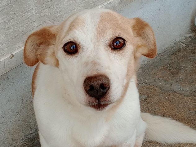 PICCINO - Foto 3