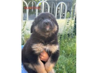 Regalo cuccioli tipo Pastore Biellese 2 maschietti