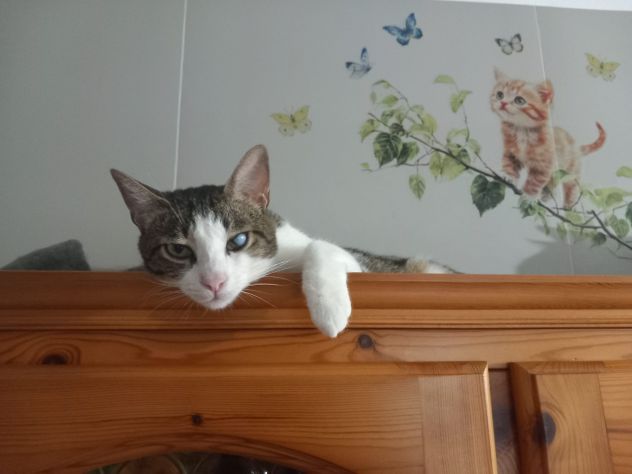 MICKY, adorabile micino da adottare! - Foto 4