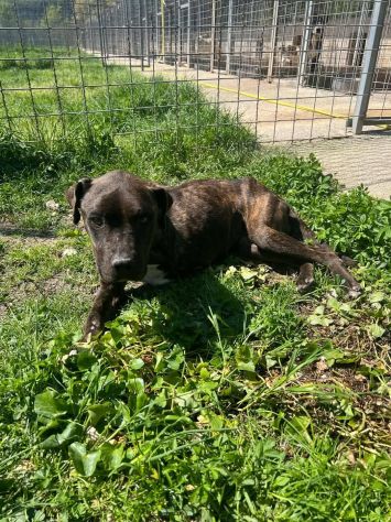 Tasha adozione cane tripode - Foto 3