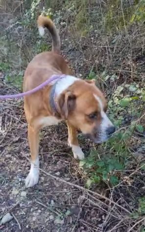NADIR SIMIL BOXER SOCIEVOLE EDUCATO CANE IN ADOZIONE - Foto 2