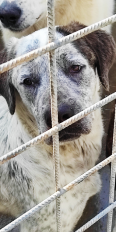 CUCCIOLO IN ADOZIONE - Foto 6