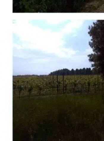 Immobile in asta di 50060 m² in vendita a Caneva - Foto 4