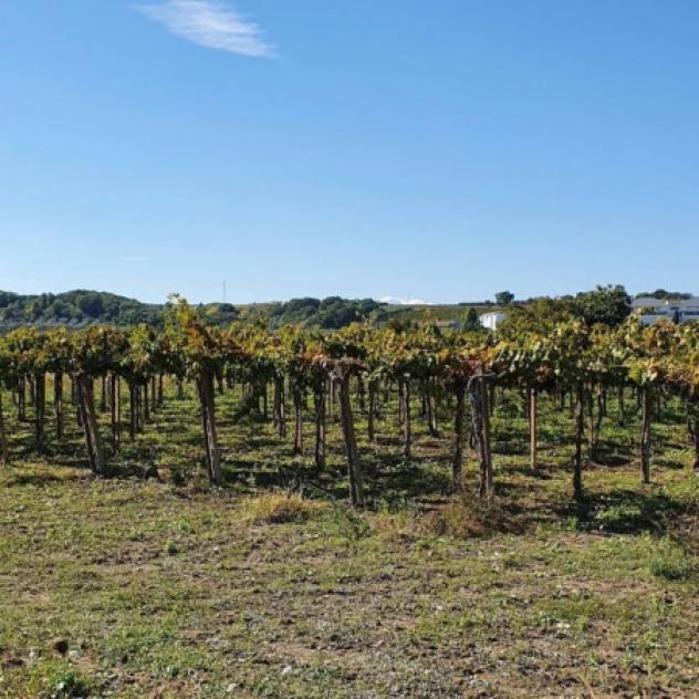 Immobile in asta di 5080 m² in vendita a Casalbordino - Foto 4