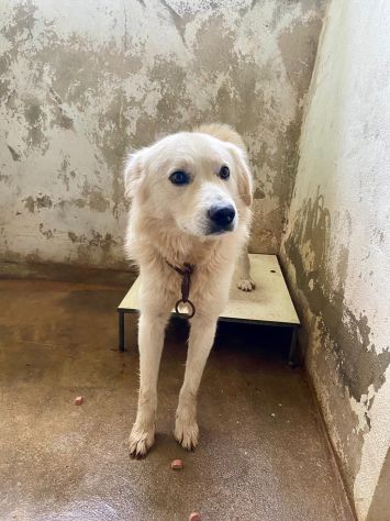 RUNNER cerca casa CANE IN ADOZIONE - Foto 6