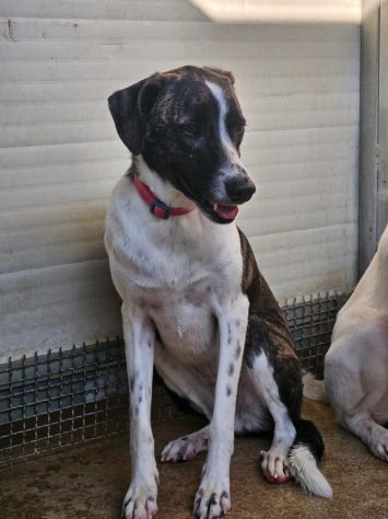 Kira e Kinder: cessione di proprietà - Foto 6