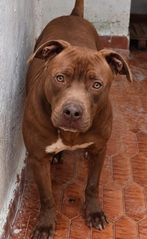 RED AMSTAFF 2 ANNI - Foto 2