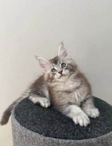 Stupendo Maine Coon gatti - Foto 2