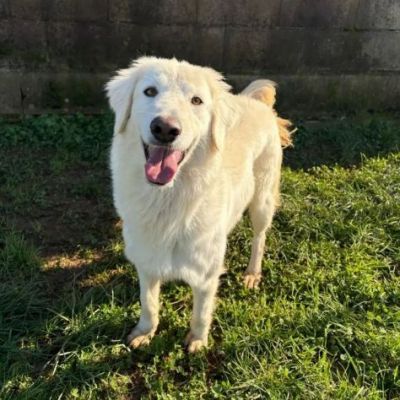 NINFA, meravigliosa tenerezza, cagnolina in adozione, tg media. - Foto 7