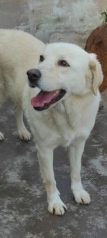 Cagnolina da adottare - Foto 7