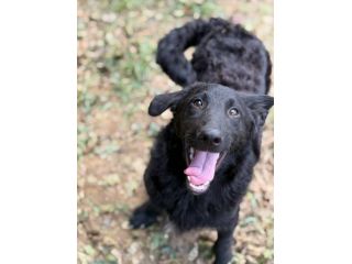ERIC, cucciolo dolcissimo dimenticato da tutti.