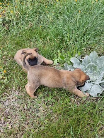 Pastore Belga Malinois Allevamento e cuccioli Lecce Brindisi Bari e in Puglia - Foto 3
