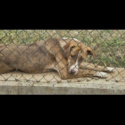 LO SGUARDO DI MACCHIA, GIOVANE CAGNOLINA IN ADOZIONE - Foto 6